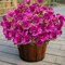 Artificial Flowers for Outdoors, Summer Potted Plants Fake Silk Flowers UV Resistant and No-Fade, Faux Summer Flowers Plants Long Stem for Window Box Porch Patio Garden Streets Decor(8pcs)